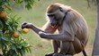 a-baboon-eating-fruits-from-a-tree-using-its-dext- 3