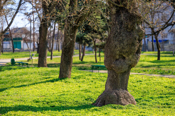 Wall Mural - A large tree with a trunk that is twisted and gnarled