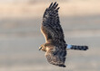Northern Harrier or Marsh Hawk (Circus hudsonius))