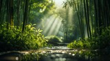 Fototapeta Sypialnia - Peaceful bamboo forest with morning sunlight