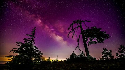 Wall Mural - pink milky way sky and silhouette of trees, time lapse view