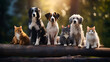 A row of dogs posing in a front view Several breeds and different sizes3