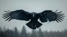 Large Blackbird Flying Sky Wings Spread Top Selection Skulled Creature Black Fur Street Above Airborne View Fierce Looking Canopy Head Sentinel Descent