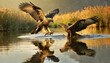 two majestic raptors confront each other. White tailed eagles (Haliaeetus albicilla) fighting on surface of lake