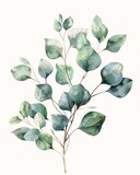 Fototapeta  - branch eucalyptus cute magnolia leaves stems had sales basil instead cottage diffuse sunlight