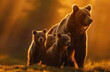 A family of grizzly bears, including cubs and mother bear in the wild on a grassy field during golden hour lighting
