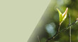 春・森林　芽吹いた新緑の葉・つぼみ・新芽　アウトドア・はじまり・成長・入学・入社のイメージ　