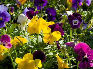 Wall Mural - A view of several viola flowers.