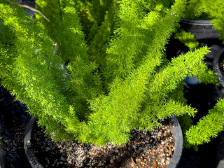 Wall Mural - A view of a potted asparagus fern, seen at a local nursery.