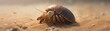 Hermit crab crawling on sandy shore, close-up, detailed shell patterns, natural light, beach backdropFuturistic