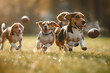 An energetic scene where a group of diverse dogs are enthusiastically chasing after a football in a sunny field