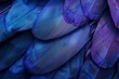 Blau und lilafarbene Federn in Nahaufnahme 