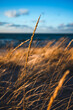 Grass in Indiana Dunes National Park near Gary, Indiana
