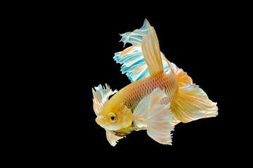 Wall Mural - Yellow halfmoon dumbo ear betta fish