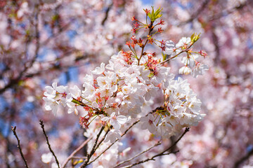 Wall Mural - Detailed macro shot of white and pink cherry blossoms with blue sky