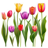 Fototapeta Tulipany - watercolor hand drawn colorful tulip isolated on a Transparent Background. Generative AI