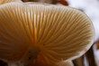 illuminated lamellae on the bottom of a tree mushroom