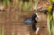 a coot in a pond