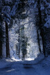snowy forest path in switzerland