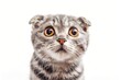 Eine süße graue Katze mit großen Augen 