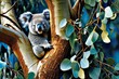 Lone koala hanging on the branches of a tree