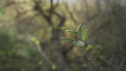 Wall Mural - Slow motion of green bush in autumn in october