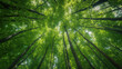 © Wasin Arsasoi - Forest, lush foliage, tall trees at spring or early summer - photographed from below.