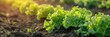 Lush green leafy vegetables growing in fertile organic soil under warm sunlight in a farm or garden setting,showcasing the beauty and abundance of