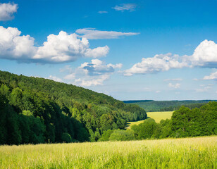 Wall Mural - landschaft im sommer mit bäumen und wiesen bei strahlendem sonnenschein