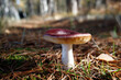 Russula - red devil mushrooms on the forest floor