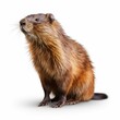Muskrat isolated on white background