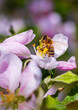 Biene bestäubt Apfelblüte