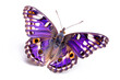 Beautiful Purple Emperor butterfly isolated on a white background. Side view