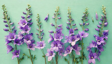 Top View Image Of Violet Delphinium Flowers Composition Over Mint Background