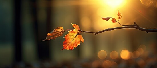 Poster - Light from the sun shining through the leaf on a tree branch, creating a serene and natural scene