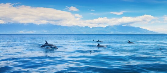 Poster - A group of dolphins gracefully gliding through the ocean waters with majestic mountains in the distant background