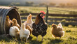 This beautiful image showcases free range egg laying chickens in both a field and a commercial chicken coop The photograph captures the natural beauty of these birds and their living environment