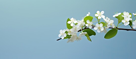 Poster - Close-up view of a delicate branch from a tree adorned with small white flowers in full bloom, a tranquil natural scene