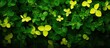 Vibrant green foliage adorned with delicate yellow blooms, a beautiful display of simplicity and freshness in nature