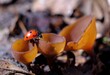 Ladybird is walking on little mushroom - Dumontinia tuberosa. Parasites on the anemone rhizomes.