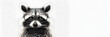 Cute raccoon wearing of glasses on a white transparent background looks at the camera with space for text. concept raccoon, animals, banner, background, poster
