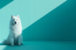 © Torrent - white samoyed dog looking at the camera on a blue bac ca9ebd72-c5a1-4370-80e7-1476d162c222 2
