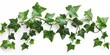 Ivy Leaves Isolated on White Background for Wall Decoration. Lush Creeper Vine Foliage for Natural Greenery and Coverage