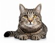 Gray tabby cat with yellow eyes lying on the floor isolated against a white background