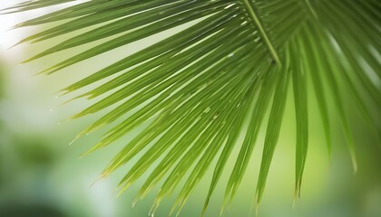  The palm leaf closeup image in soft focus and tree blur background concept