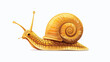 Cute snail isolated on white background flat vector isolated