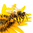 Honeybee on a sunflower isolated on white background, photo, png

