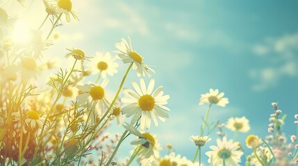 Wall Mural - Summer bright landscape with beautiful wild flowers camomiles. Daisy wildflowers against the sky. ,Generative ai, 