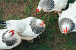Detailaufnahme von freilaufenden  schwarz weißen Hühnern auf einer kleinen bäuerlichen ökologischen Farm