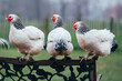 Detailaufnahme von auf einer Bank sitzenden  schwarz weißen Hühnern auf einer kleinen bäuerlichen ökologischen Farm